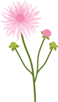 Pink dahlia flower hand drawn illustration. png