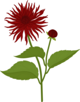 Red dahlia flower hand drawn illustration. png