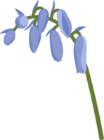 illustrazione disegnata a mano del fiore di campanula. png