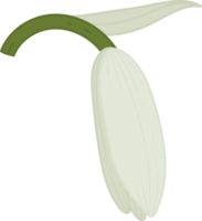 illustrazione disegnata a mano del fiore di campanula. png