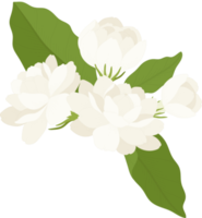 bouquet d'illustration de fleur de jasmin. png