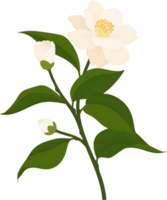 White camellia flower hand drawn illustration. png