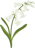 blåklocka blomma handritad illustration. png