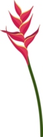 ilustração desenhada à mão da flor helicônia vermelha. png
