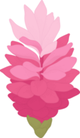 ilustração desenhada de mão de flor de gengibre rosa. png