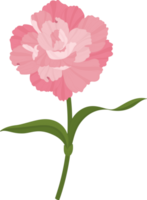 pink carnation flower hand drawn illustration. png