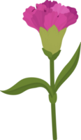 purple carnation flower hand drawn illustration. png