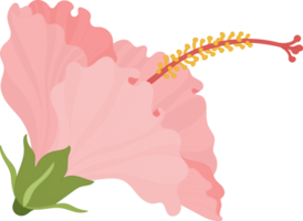 ilustração desenhada de mão de flor de hibisco rosa. png