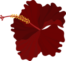 Red Hibiscus flower hand drawn illustration. png