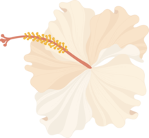 fleur d'hibiscus blanc illustration dessinée à la main. png