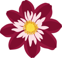 Dark pink dahlia flower hand drawn illustration. png