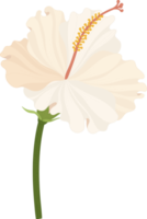 ilustración de dibujado a mano de flor de hibisco blanco. png