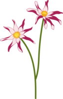 ilustração desenhada de mão rosa dália flor. png