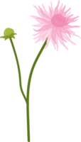 Pink dahlia flower hand drawn illustration. png