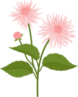 ilustración de dibujado a mano de flor de dalia rosa. png