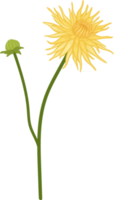 gul dahlia blomma handritad illustration. png