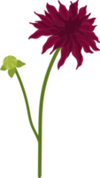 Dark pink dahlia flower hand drawn illustration. png