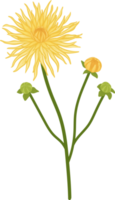 Yellow dahlia flower hand drawn illustration. png