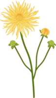 gelbe dahlie blume hand gezeichnete illustration. png