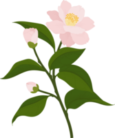 rosa camellia blomma handritad illustration. png