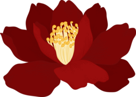 Red camellia flower hand drawn illustration. png