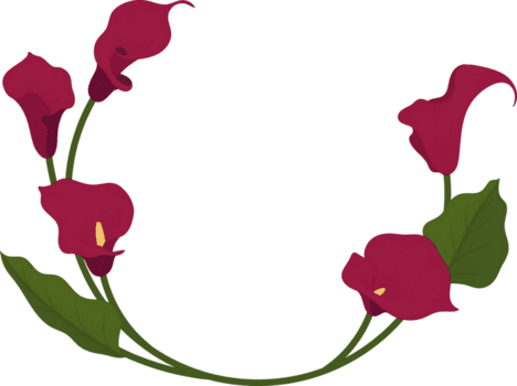 röd calla lilja blomma handritad illustration. png