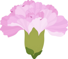 illustration dessinée à la main de fleur d'oeillet rose. png