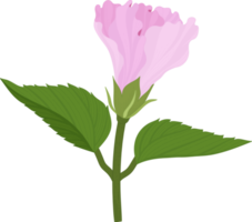 ilustración de dibujado a mano de flor de hibisco rosa. png