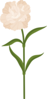 white carnation flower hand drawn illustration. png