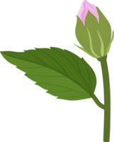 illustrazione disegnata a mano del fiore di ibisco rosa. png