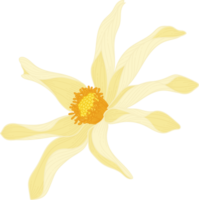 ilustração desenhada à mão da flor amarela dahlia. png