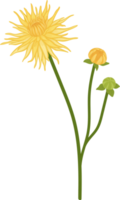 illustration dessinée à la main de fleur de dahlia jaune. png