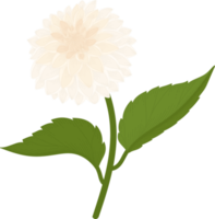 White dahlia flower hand drawn illustration. png