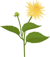 illustrazione disegnata a mano del fiore giallo della dalia. png