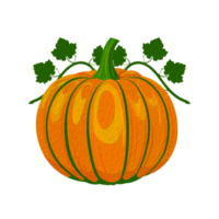 Fresh orange pumpkin isolated, watercolor illustration png