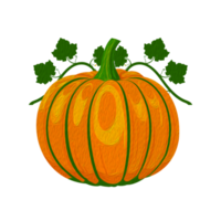 zucca arancione fresca isolata, illustrazione dell'acquerello png