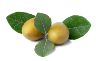 olive verdi con foglie isolate su sfondo bianco. png