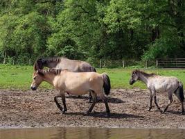 wild horses in westphalia photo