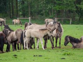 wild horses in westphalia photo