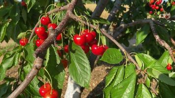 Close Up of Ripe Cherries Hanging From a Cherry Tree Branch video