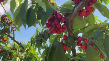 Nahaufnahme von reifen Kirschen, die an einem Kirschbaumzweig hängen video