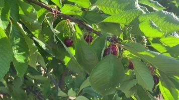 Cerca de cerezas maduras colgando de una rama de cerezo video