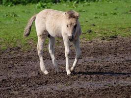 wild horses in westphalia photo