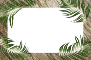 cornice di foglie di palma tropicali botaniche verdi su sfondo trasparente