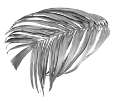 tropical black palm leaf isolated on transparent for summer background png file