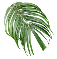 tropical green palm leaf isolated on transparent for summer background png file