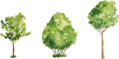 Vector hand drawn tree watercolor illustration on white background.