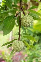 fruta de chirimoya que crece en el jardín. la fruta es áspera con un sabor dulce. foto