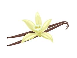 Vanilla flower with dried vanilla sticks. Aromatic seasoning ingredient for cookery and sweet baking, Isolated on white background. vector illustration.