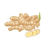 Vector illustration of fresh ginger with slices, isolated on white background.